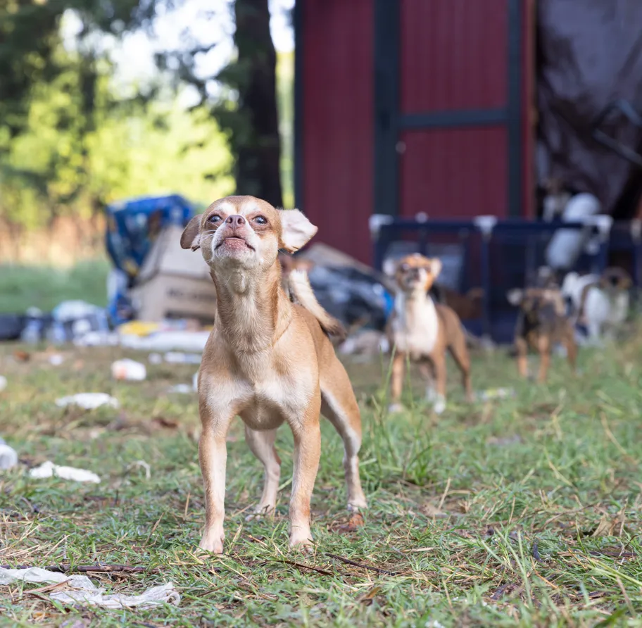 NPSO 190 dog cat rescue
